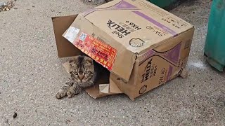 The poor folded-eared cat was abandoned and disabled because of its poor appearance. The owner did by 理发师小乐和流浪狗 1,090 views 11 days ago 11 minutes, 12 seconds
