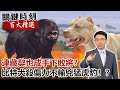 連藏獒也成手下敗將？比特犬殺傷力不輸兇猛虎豹？！【關鍵時刻百大精選】- 劉寶傑 朱學恒 馬西屏