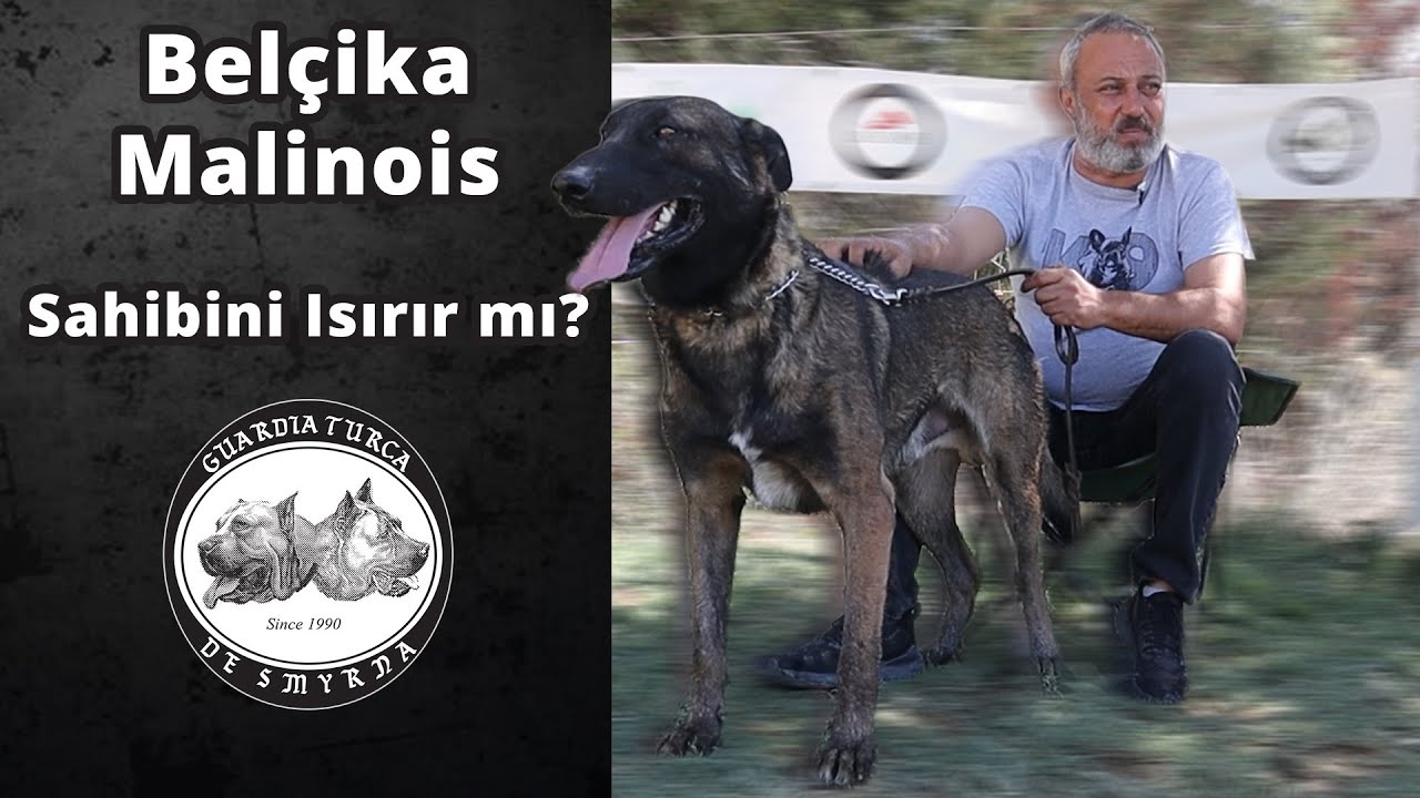 Belçika Malinois Sahibini Isırır mı?