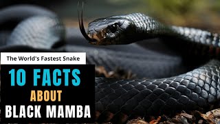 10 INTERESTING FACTS ABOUT BLACK MAMBA SNAKE by Global Facts 2,925 views 10 months ago 3 minutes, 18 seconds