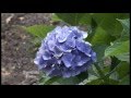 Fall Hydrangea Care