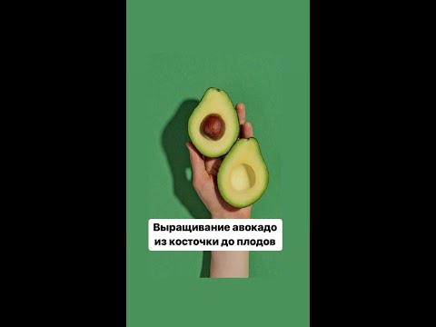 Как вырастить авокадо