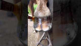 Hoof Oil Asmr #Farrier #Horse #Satisfying  #Oddlysatisfying #Shortswithcamilla #Asmr #Horses