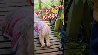 Archie does’t like the Bridge #motorhomes #archie #Tibetan terrier