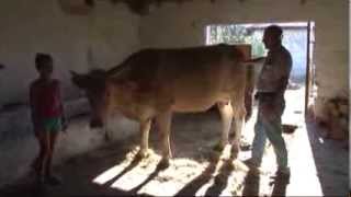 Anadolu Agency - Leading Role Of This Movie Is Yellow Cow