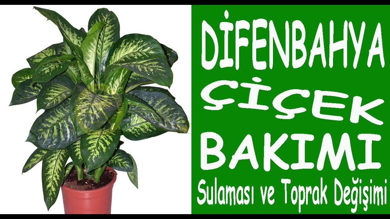 difenbahya ciceginin bakimi sulamasi toprak degisimi care of the difenbahya flower youtube bi tki cicek orkideler