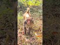 Monkey comedy fun 👀😃🙈 #shortvideos #comedy #youtubeshorts
