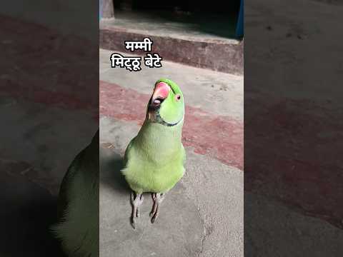 Mummy Mitthu bete