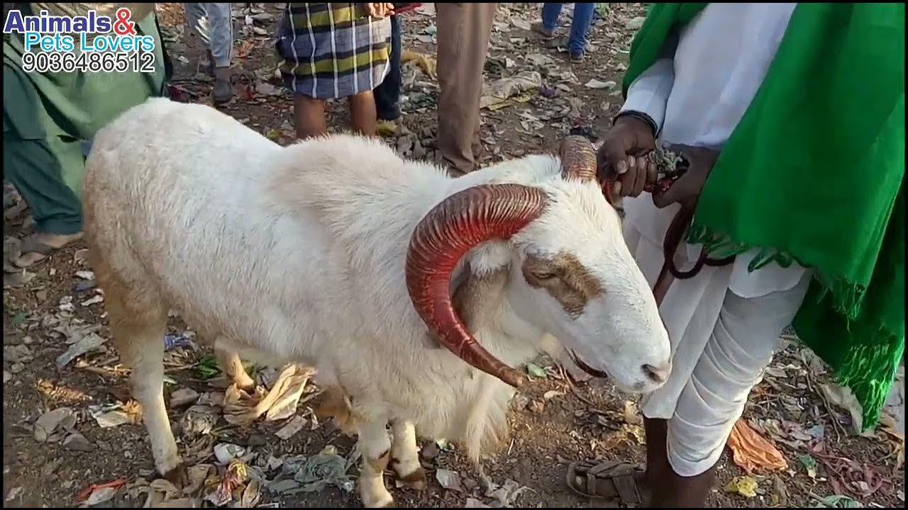 Amingad Sheep Market Karnataka Sheep Market Tagaru Market Kuri