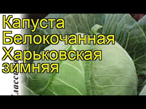 Капуста Харьковская Описание Сорта Фото Отзывы