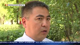 В нескольких регионах Казахстана массово гибнет рыба