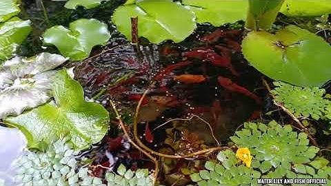 CÁCH CHO CÁ BẢY MÀU, CÁ KIẾM, CÁ MÚN, CÁ TRÂN CHÂU ĂN 3 DẠNG CÁM VIÊN, CHÌM VÀ NHUYỄN NHƯ THẾ NÀO???