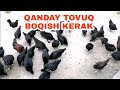 QANDAY TOVUQ BOQISH KERAK (Товук боктш сирлари /Tovuq Boqish sirlari)