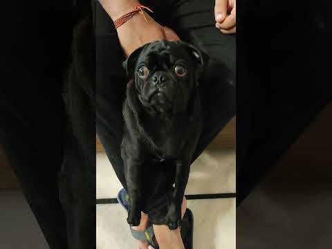 Dog Cute Funny Yt Shorts Reels Instagram Viralvideo Viralshorts Youtubeshorts Youtube Ig