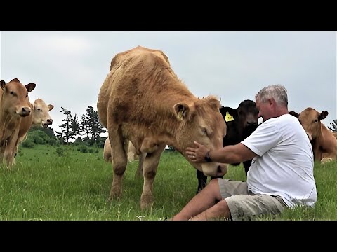 Curious cow and calf come to visit an investigate camera