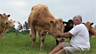 Curious cow and calf come to visit an investigate camera Resimi