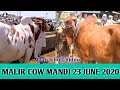 MALIR COW MANDI LATEST UPDATE 23th June 2020