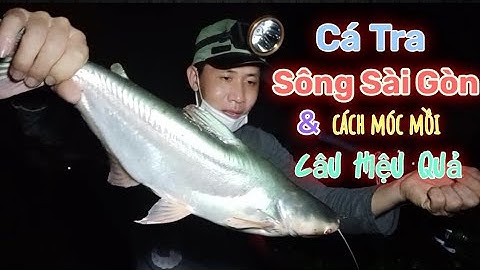 Câu Cá Đêm | Cá Tra Sông Sài Gòn | Cách Móc Mồi Bánh Mì Hiệu Quả