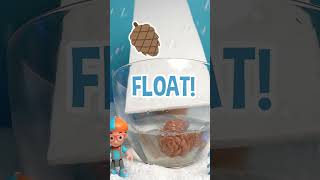 Sink or Float Fail❌ or Pass?✅ #sinkotfloat #science