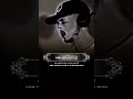حمزه بوديب