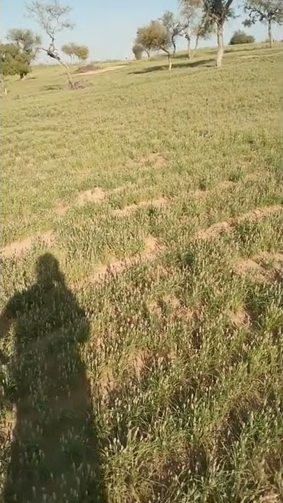 #shorts  jeero jiv ro baire mat BAO jero 🙏👍 entertainment