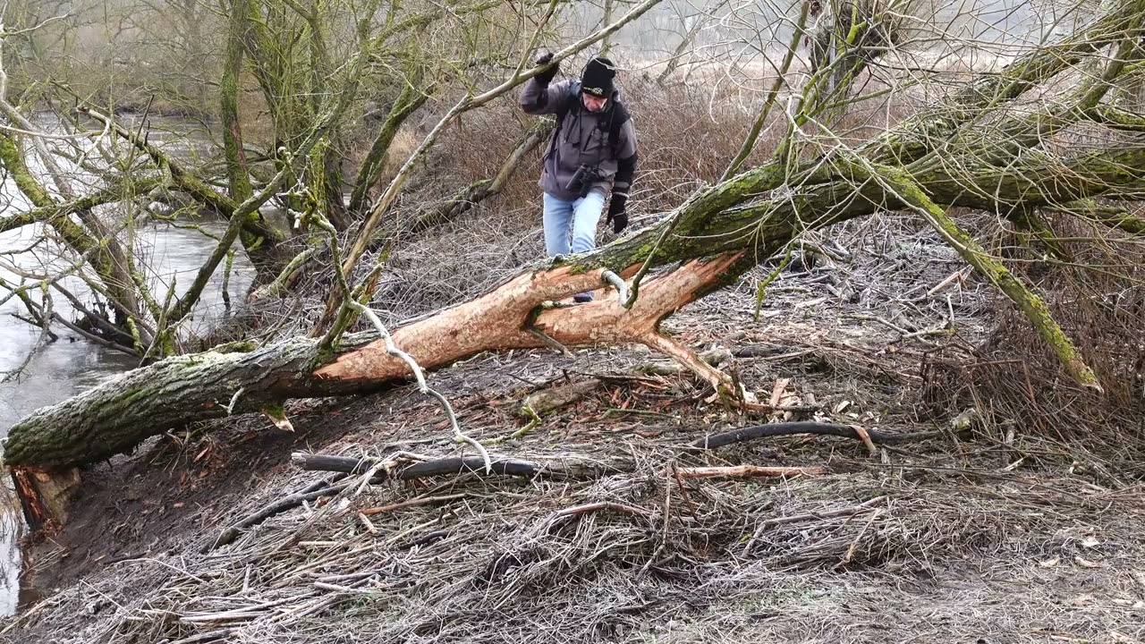 Kopfweidenpflege im Naturschutzgebiet „Alte Fulda bei Blankenheim“. Ein Film von Arno Werner