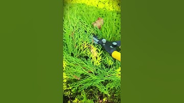 Large, sharp, long scissors specifically for cutting plants #shorts