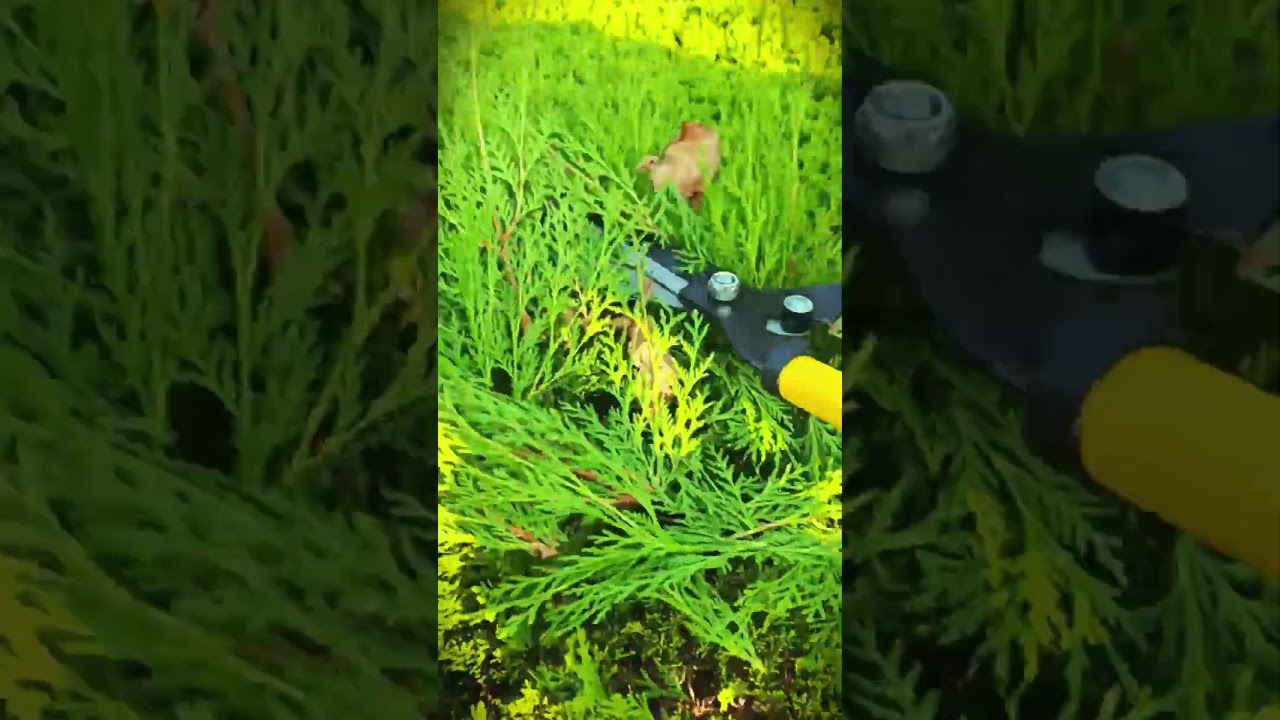 Large, sharp, long scissors specifically for cutting plants 