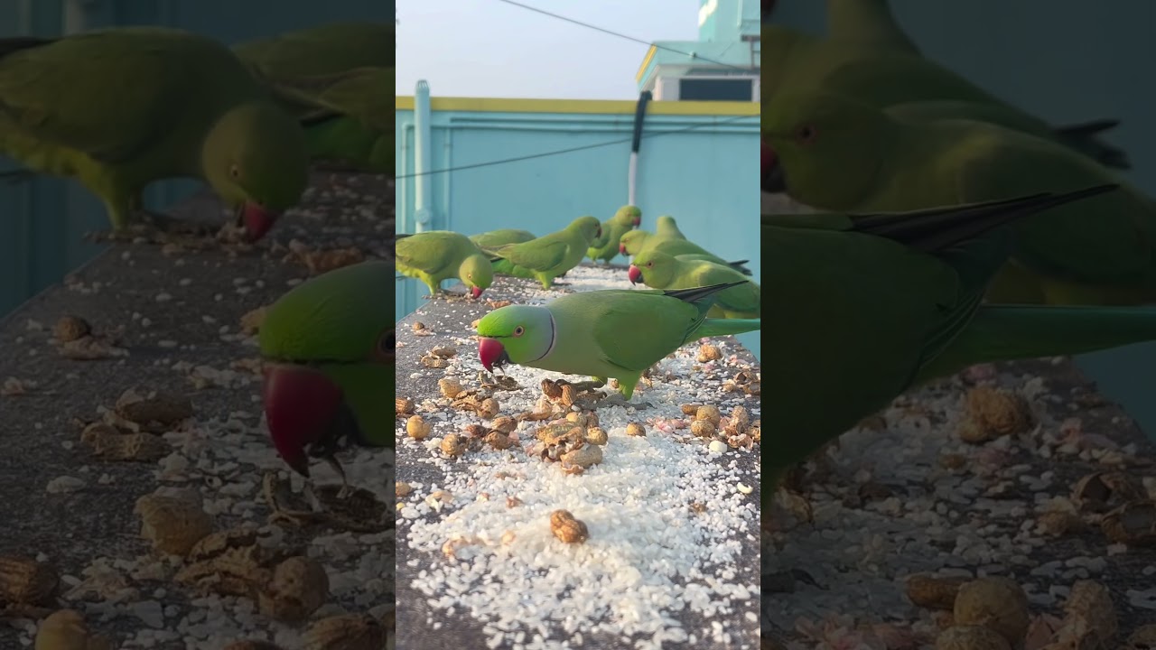 Parrots 🦜 group discussion 
