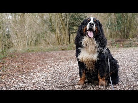 Wye Valley Walk with Bernese Mountain Dog | Chepstow to Tintern Abbey
