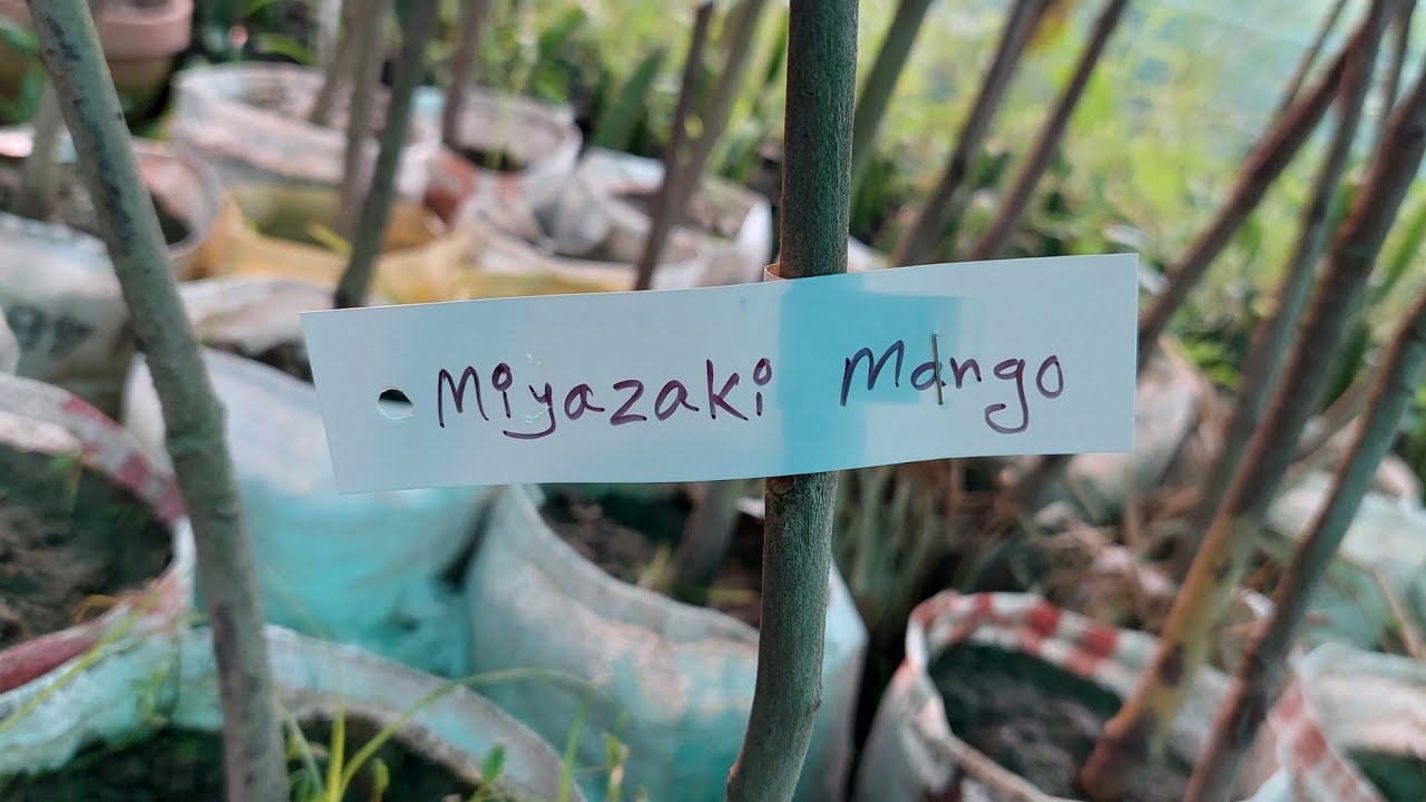 Miyazaki mango plants available in my nursery call ☎️9153434305