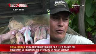 Nueva Segovia: Inseminación artificial en porcinos con excelentes resultados - Nicaragua