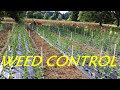 Control weeds with burned weed barrier