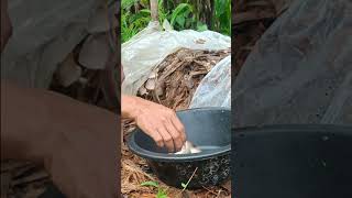 harvest ng kabuting saging|volva mushroom countryside farming