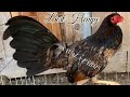 Beautiful Quality Hennie 💯 Savala Farms Modesto California | Beautiful Birds Henny