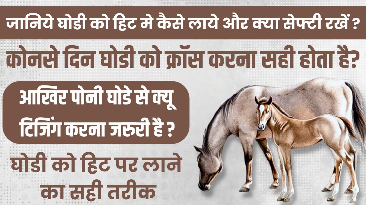 कुणाल जी से जानिये घोडी को हिट पर कैसे लाया जाता है और क्या सेफ्टी रखना जरुरी है | Horse Heat Check