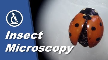 🔬 044 - How to observe INSECTS with a stereo microscope | Microscopy