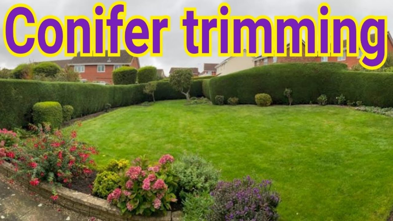 Trimming a conifer hedge YouTube