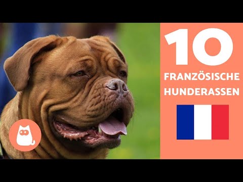 Video: Die französische Bulldogge und die besten Hunderassen aus Frankreich