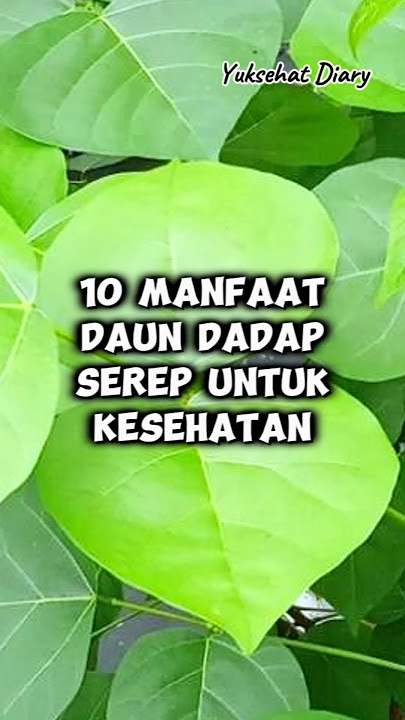10 Manfaat Daun Dadap Serep Untuk Kesehatan | Yuksehat Diary #dadap #daundadap #daundadapserep
