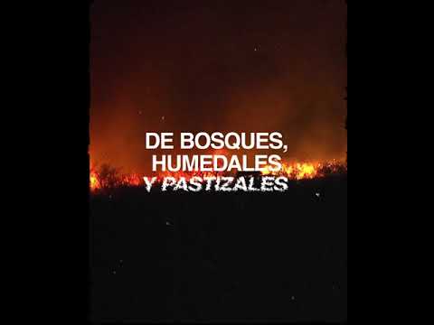 Greenpeace - #DestruirBosquesEsUnCrimen