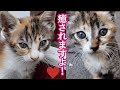 茶トラ、キジ、三毛、5匹の可愛い子猫!人懐こく育ってます!