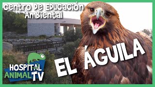 Visitamos CEA El Águila | Hospital Animal TV