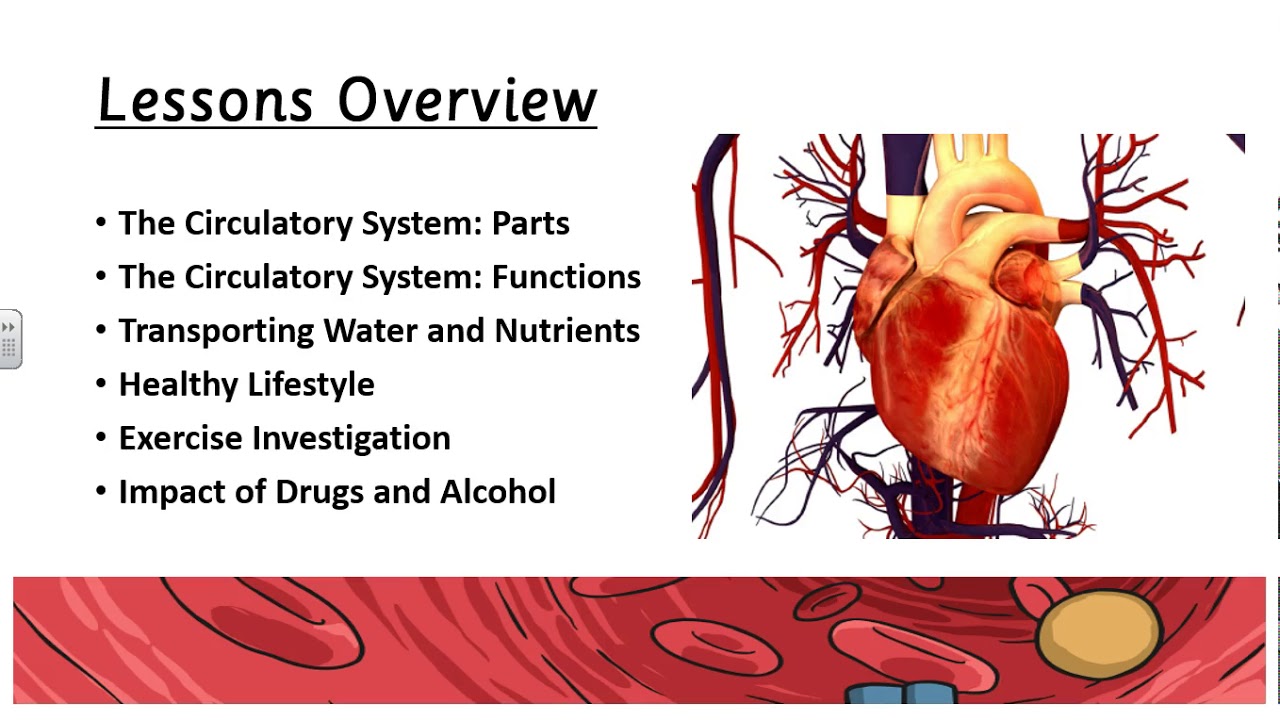 6.0 Animals incl Humans Overview - YouTube