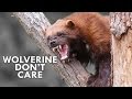 Wolverines Are the Honey Badgers of the North