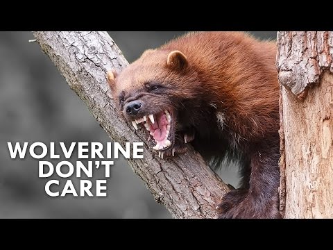 Video: What Does A Wolverine Eat?