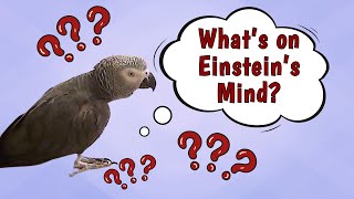 Einstein's Thoughts: The Mind of a Talkative Parrot by Einstein Parrot 956 views 10 hours ago 3 minutes, 25 seconds