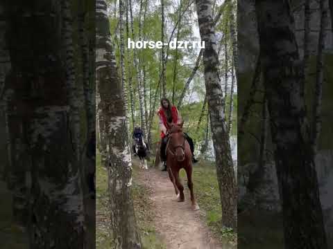 Конные прогулки в Москве
