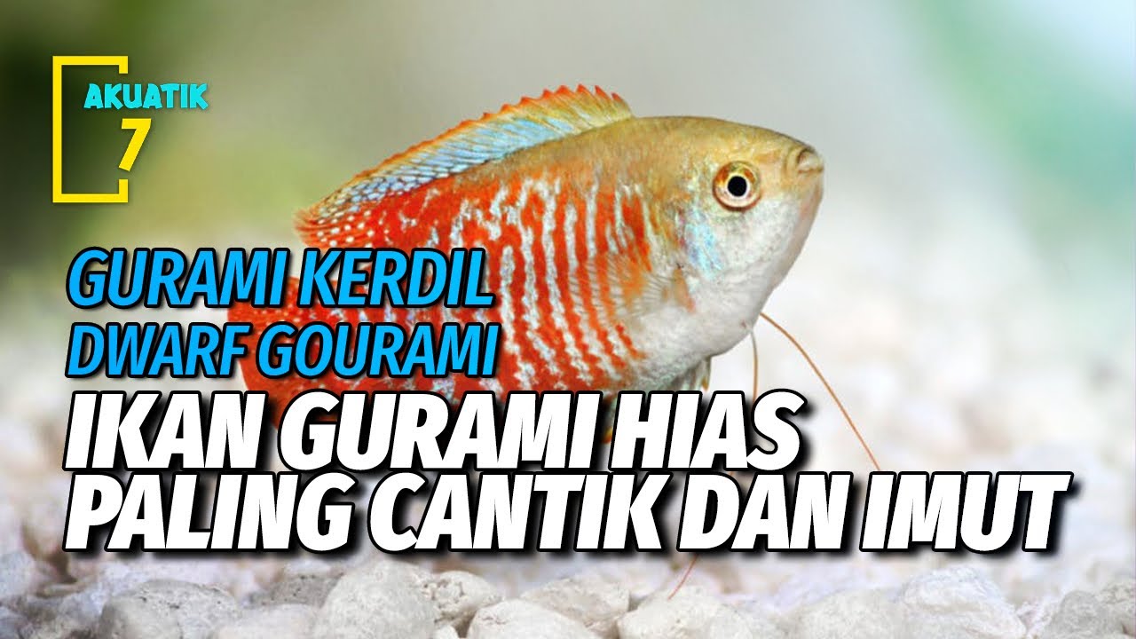 TATA CARA MERAWAT IKAN HIAS GURAMI KERDIL