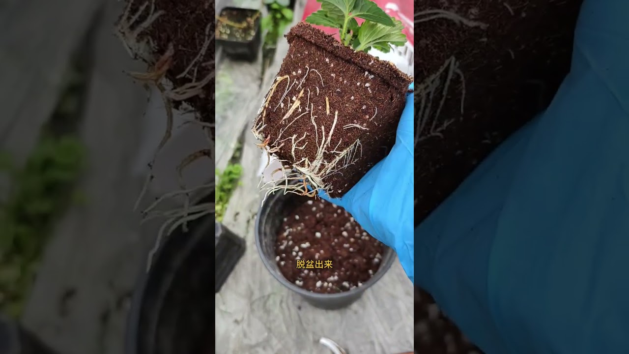 The Ultimate Guide to Strawberry Stolon Cutting & Repotting